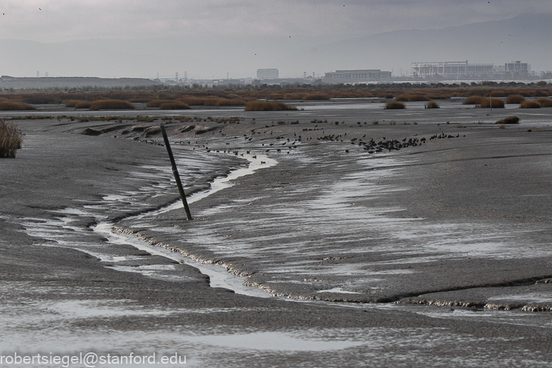 palo alto baylands 2021